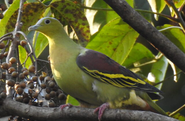 Ashy-headed Green Pigeon