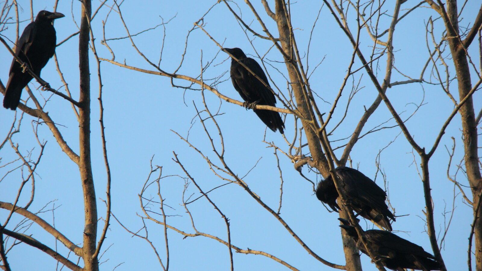 Eastern Jungle Crow