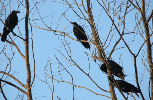 Eastern Jungle Crow