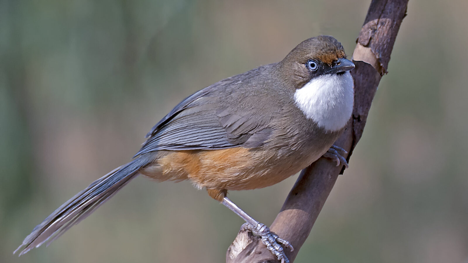 White-throated Laughingthrush