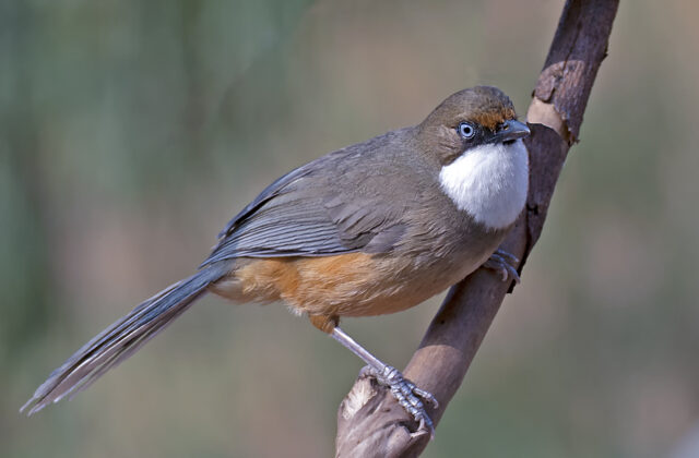 White-throated Laughingthrush