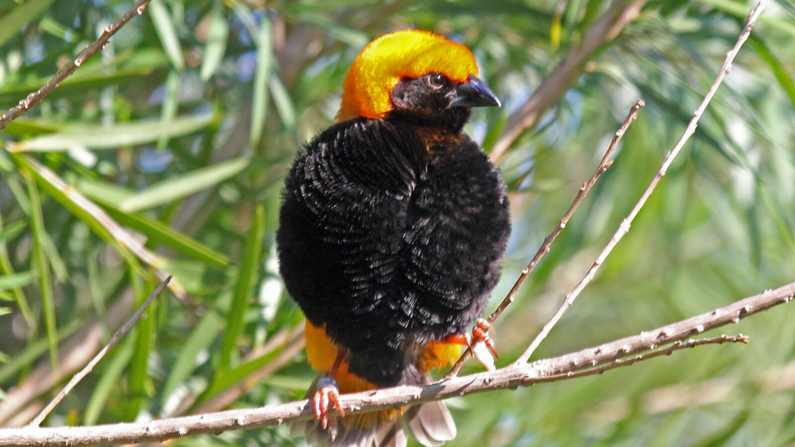 Zanzibar Red Bishop