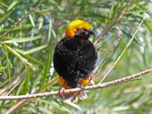 Zanzibar Red Bishop