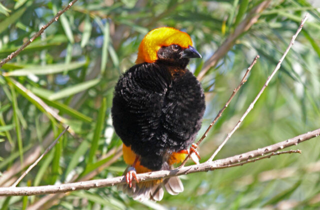 Zanzibar Red Bishop