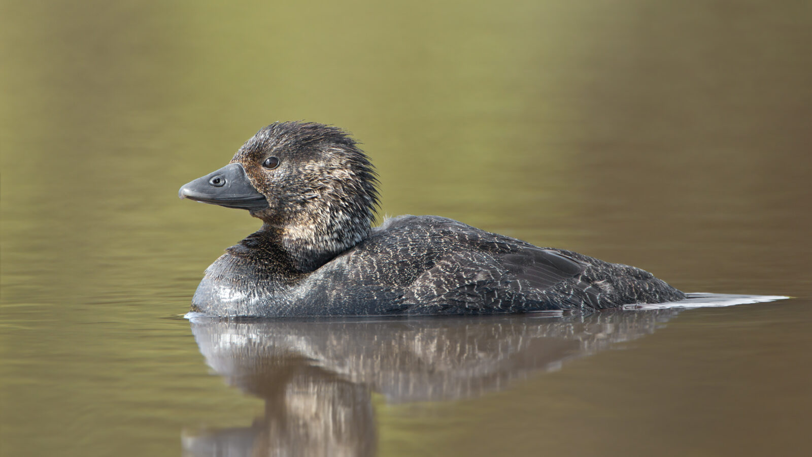 Musk Duck