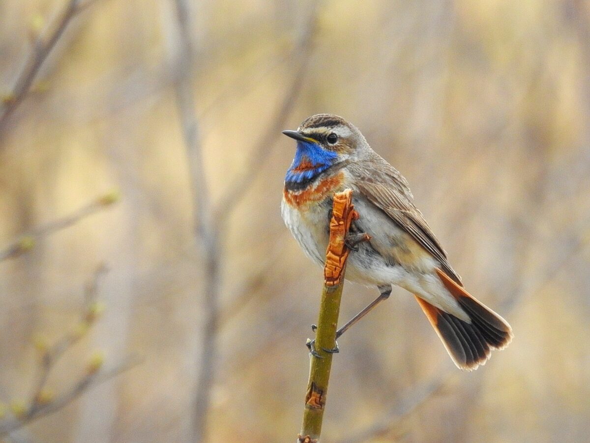 Bluethroat