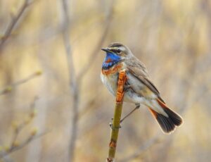 Bluethroat