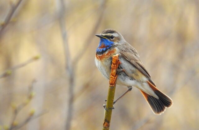 Bluethroat