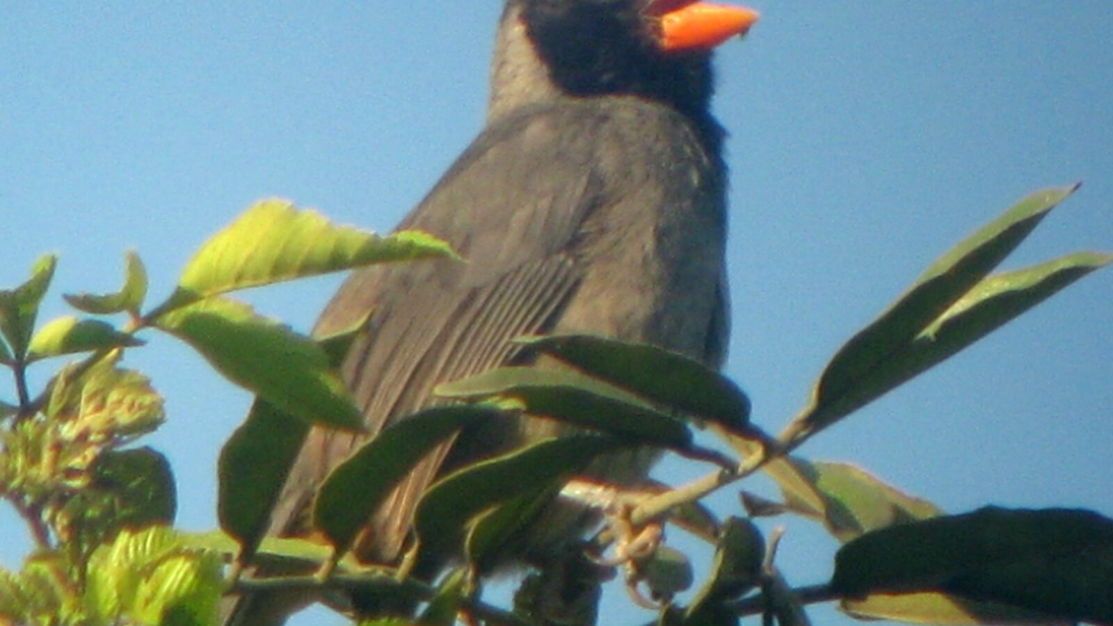 Black-cowled Saltator