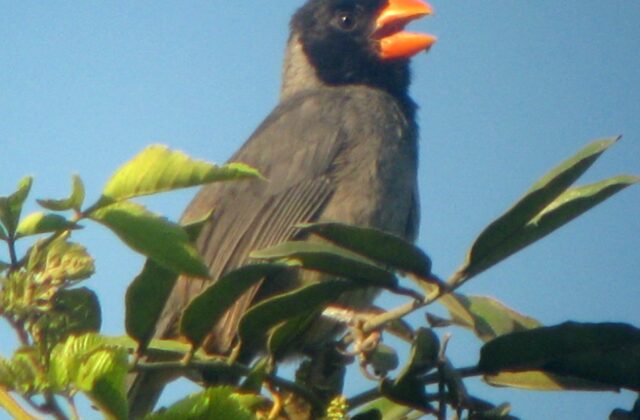 Black-cowled Saltator