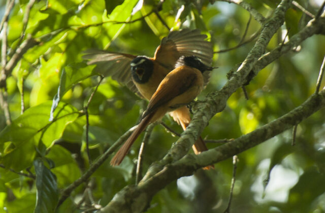 Black-and-cinnamon Fantail