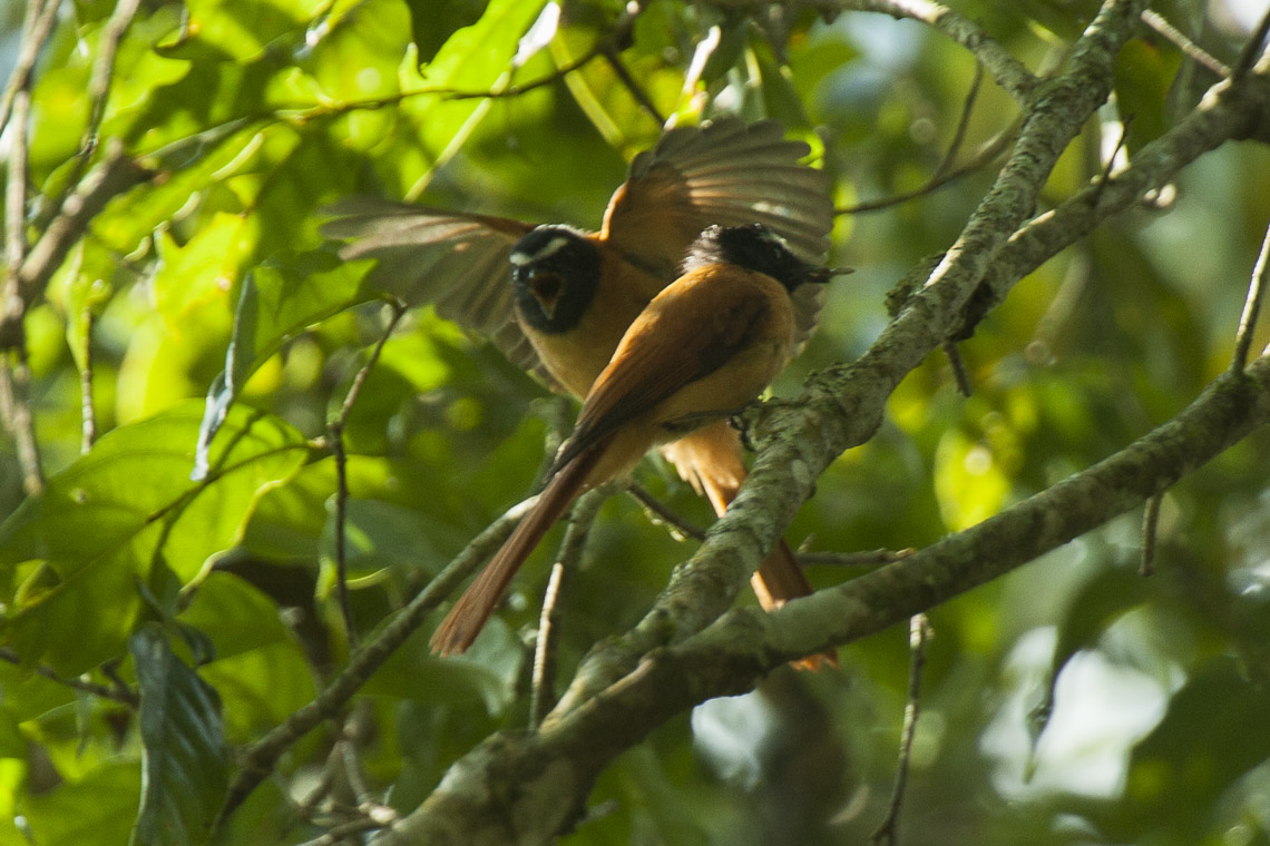 Black-and-cinnamon Fantail