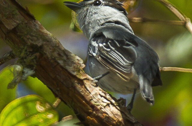 Black-and-white Becard