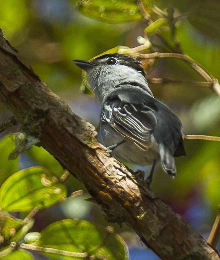 Black-and-white Becard