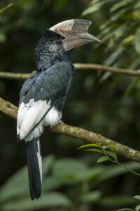 Black-and-white-casqued Hornbill