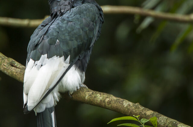 Black-and-white-casqued Hornbill