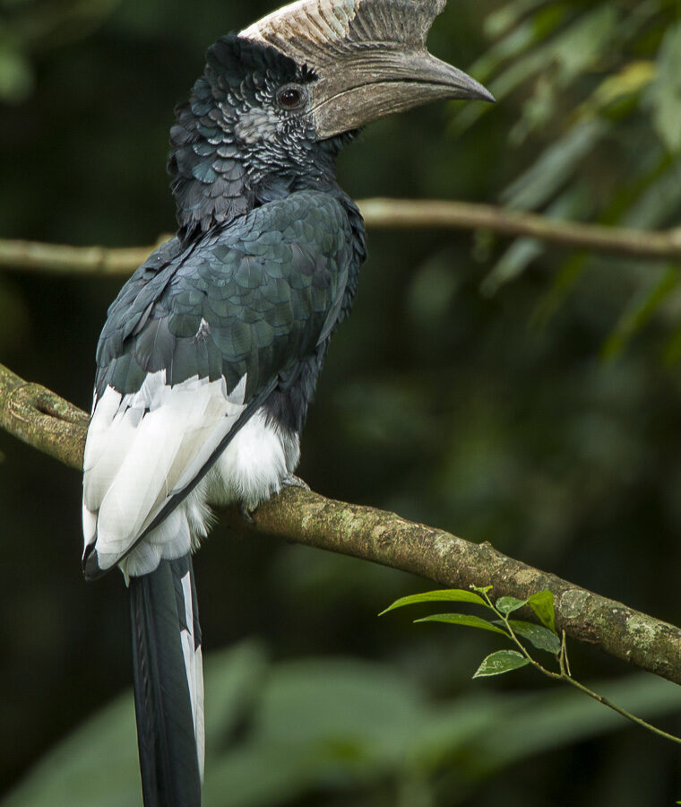 Black-and-white-casqued Hornbill