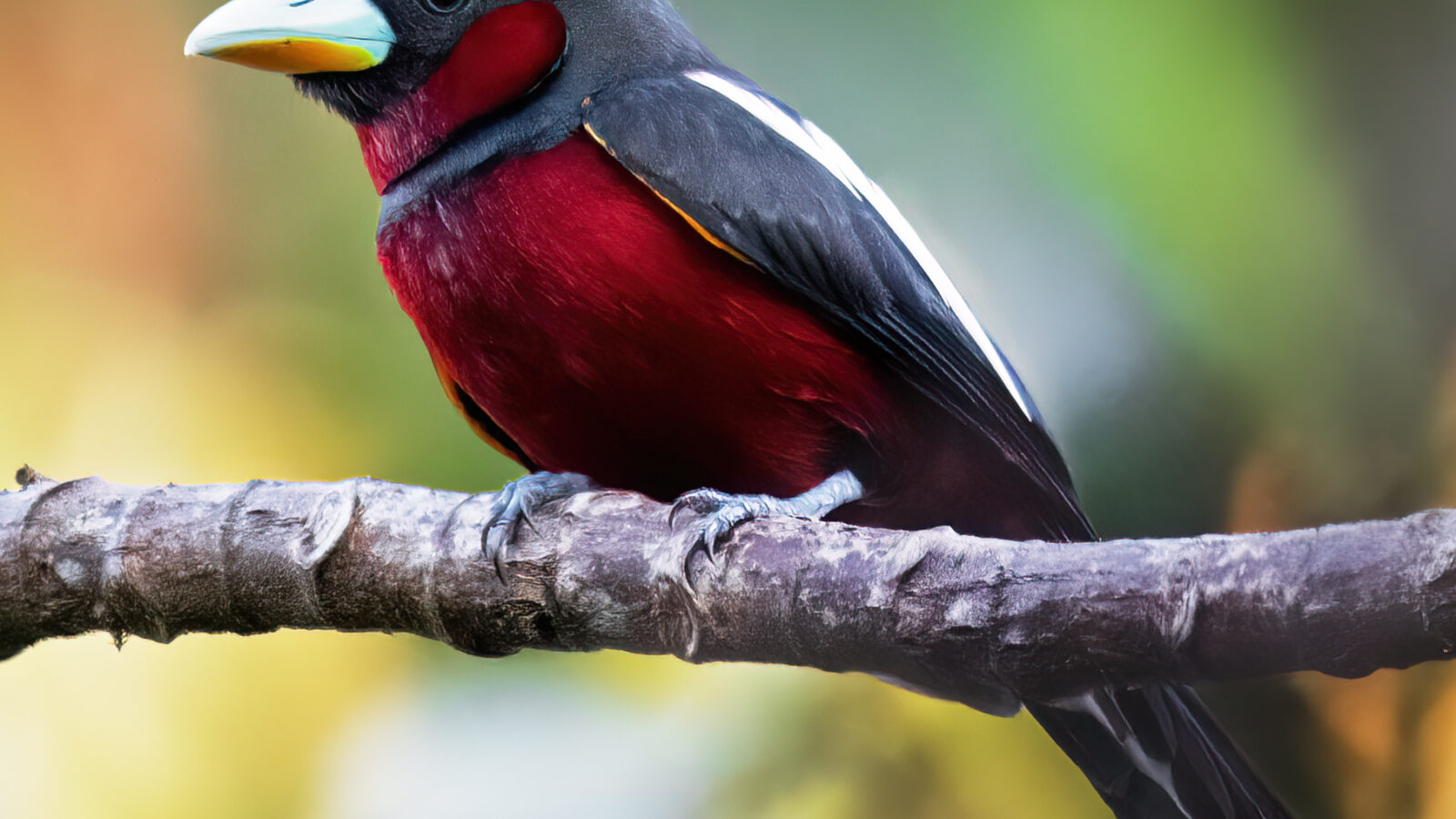 Black-and-red Broadbill