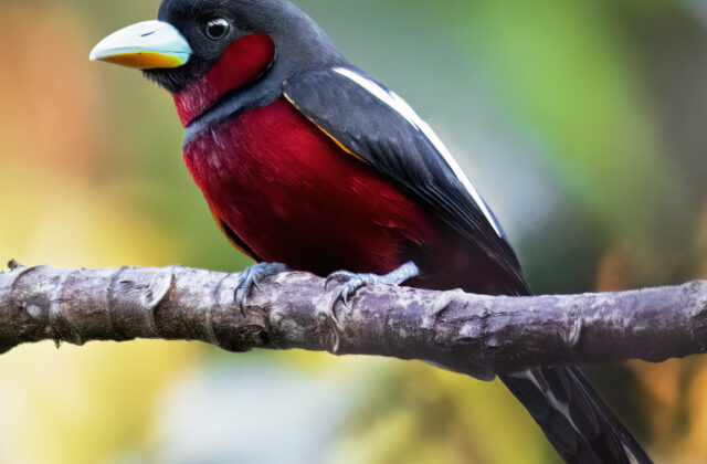 Black-and-red Broadbill