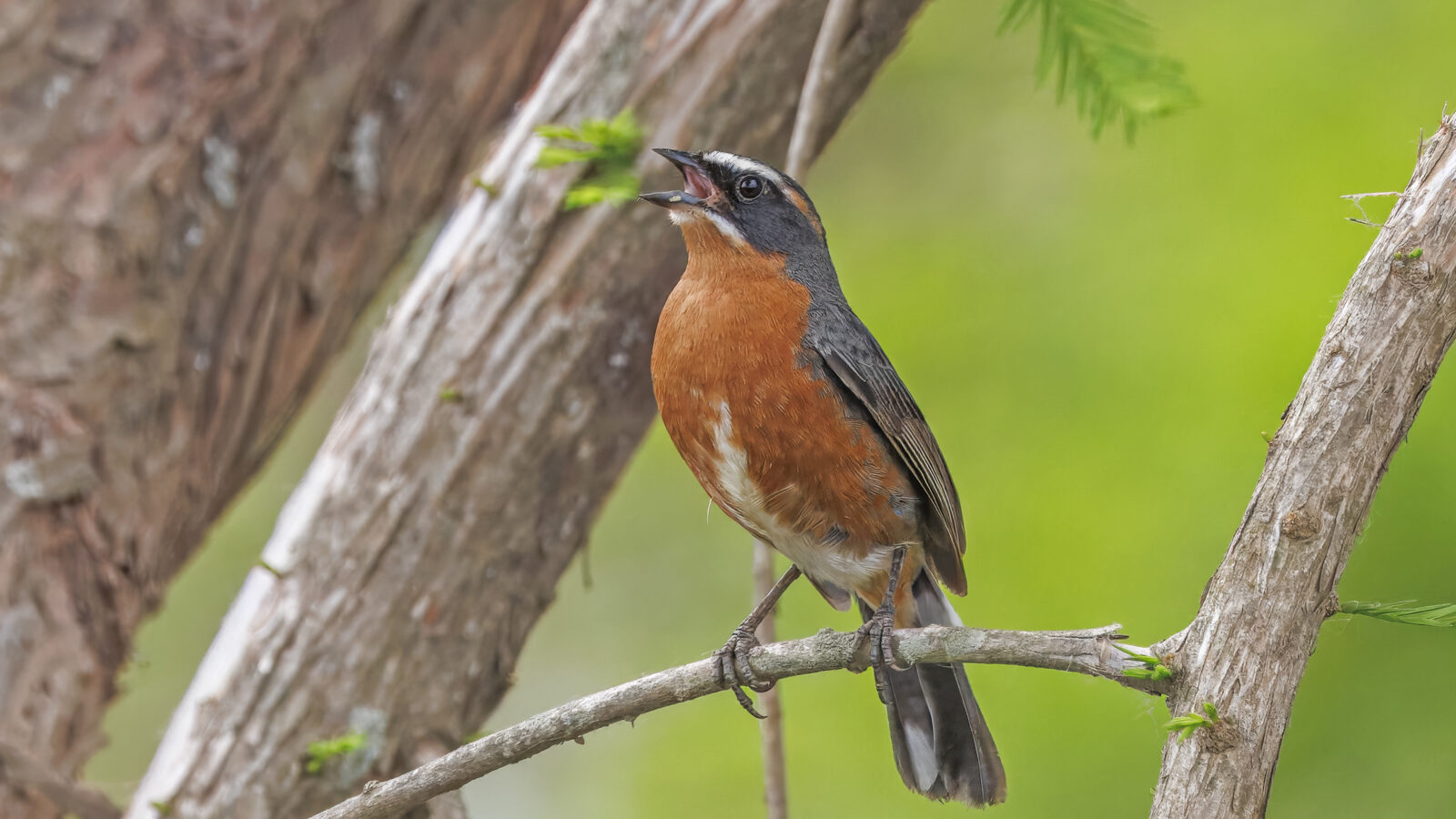 Black-and-rufous Warbling Finch