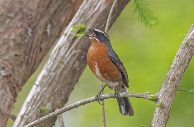 Black-and-rufous Warbling Finch