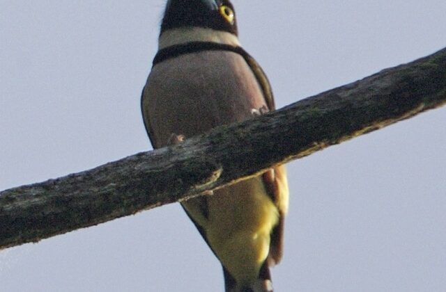 Black-and-yellow Broadbill