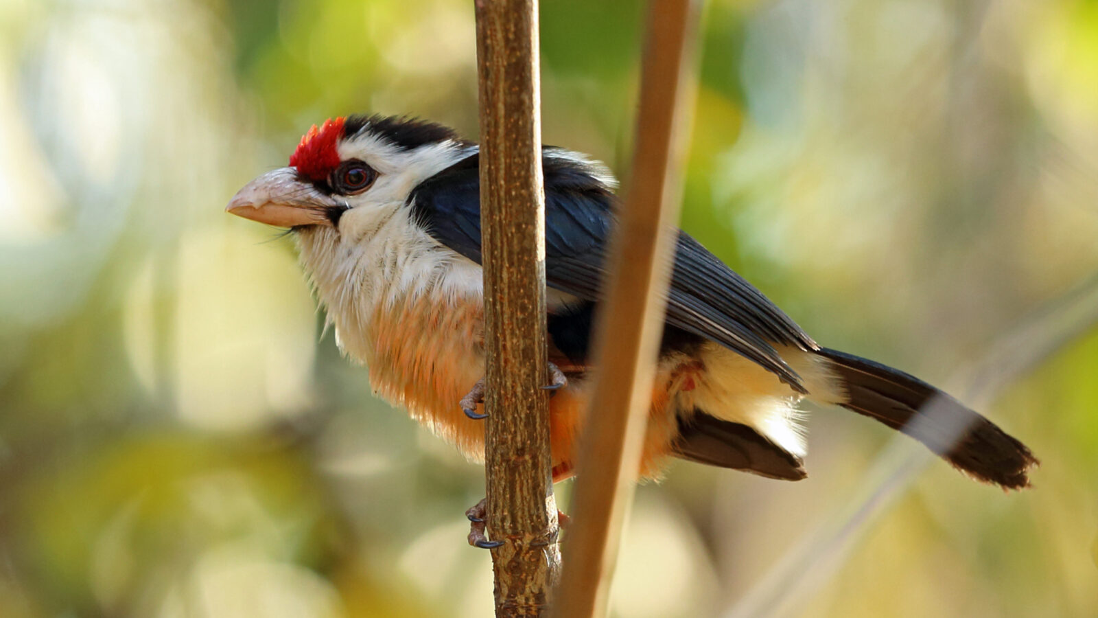Black-backed Barbet