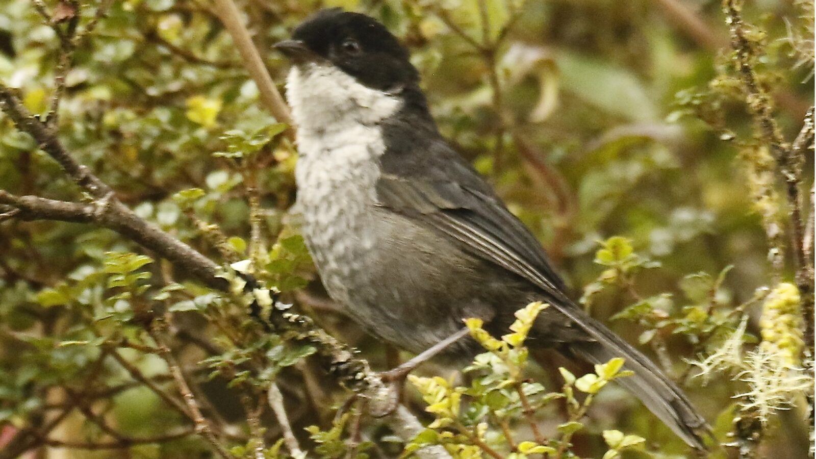 Black-backed Bush Tanager