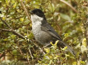 Black-backed Bush Tanager