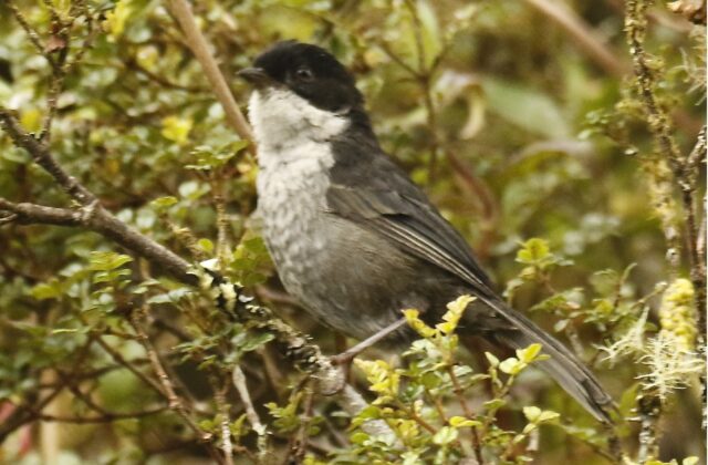 Black-backed Bush Tanager