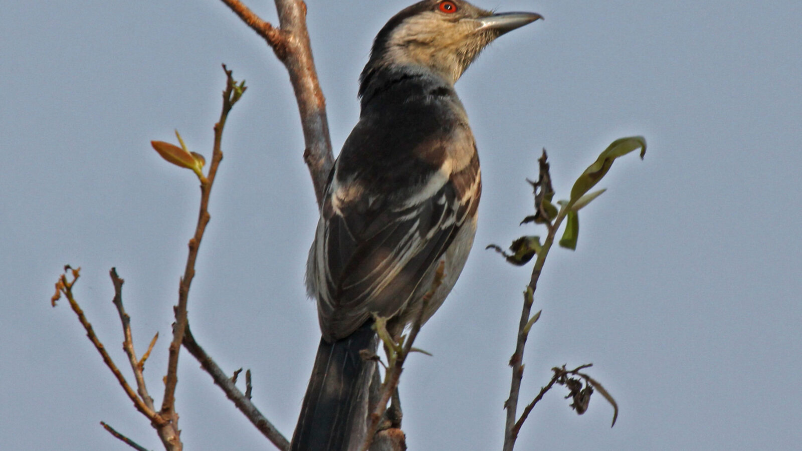 Black-backed Puffback