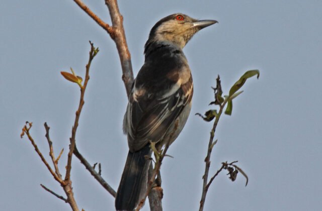 Black-backed Puffback