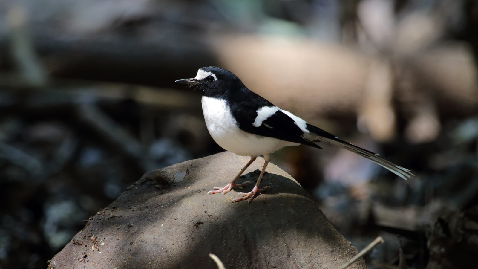 Black-backed Forktail