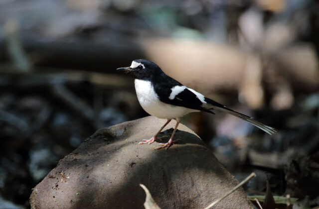 Black-backed Forktail