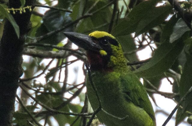 Black-banded Barbet