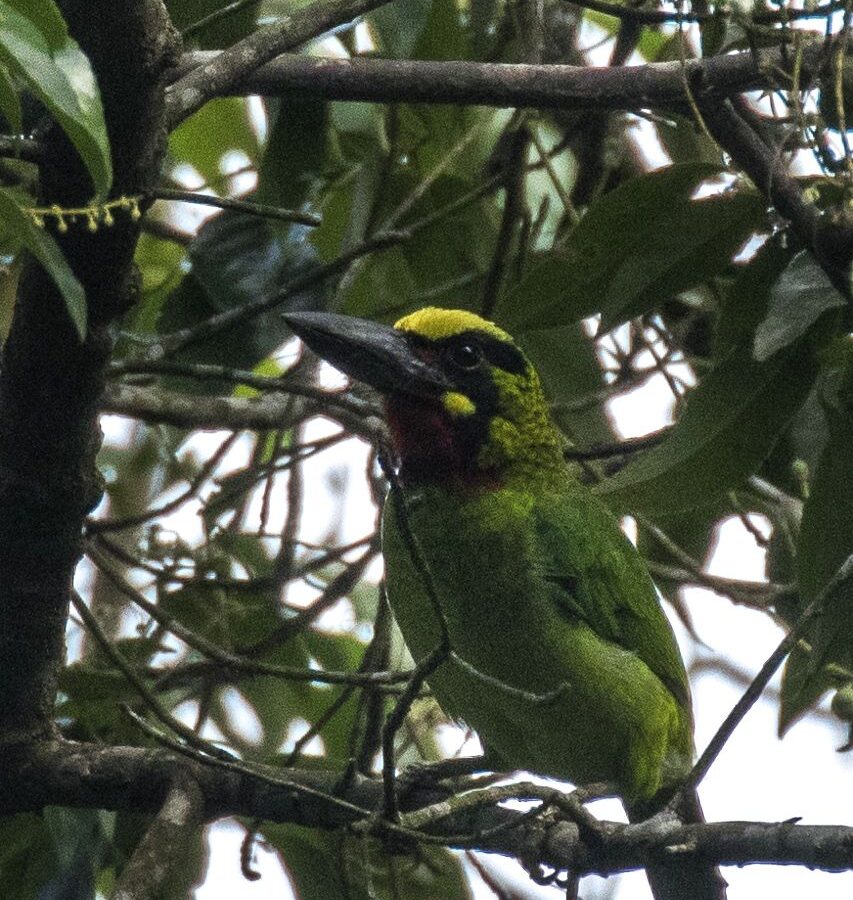 Black-banded Barbet