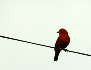 Black-bellied Firefinch