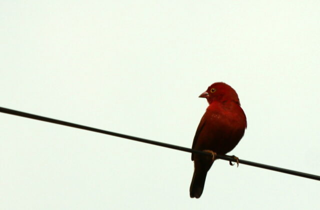 Black-bellied Firefinch
