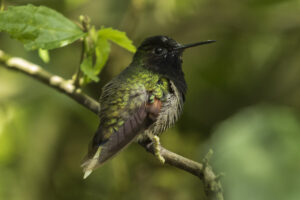 Black-bellied Hummingbird