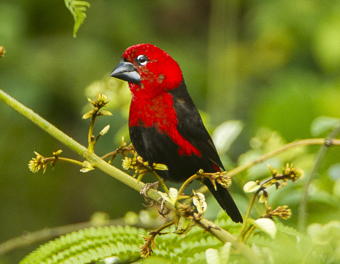 Black-bellied Seedcracker