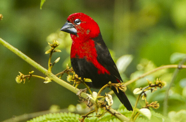 Black-bellied Seedcracker