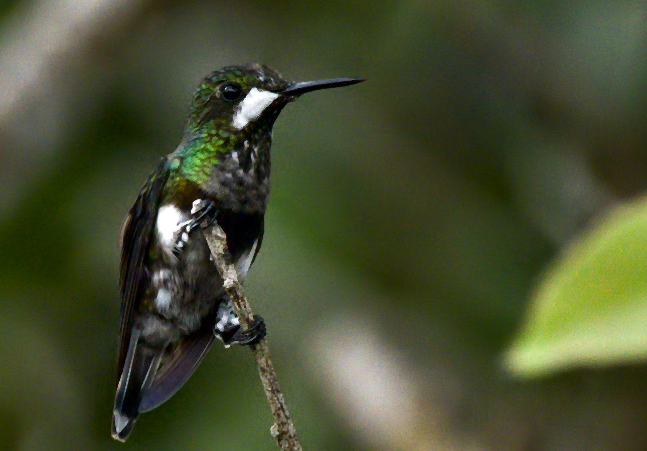 Black-bellied Thorntail