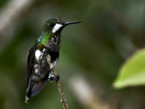 Black-bellied Thorntail