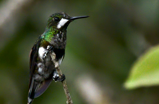 Black-bellied Thorntail