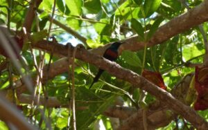 Black-bellied Sunbird