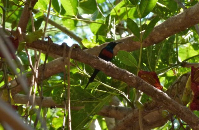 Black-bellied Sunbird