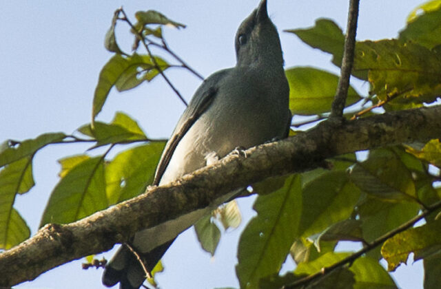 Black-bibbed Cicadabird