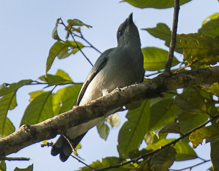 Black-bibbed Cicadabird