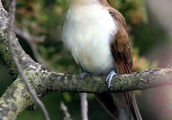 Black-billed Cuckoo