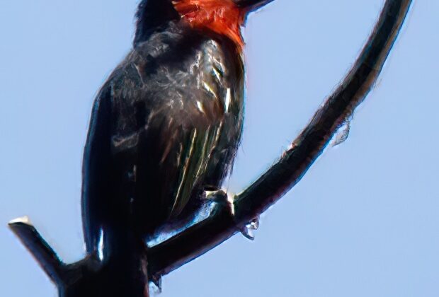 Black-billed Barbet